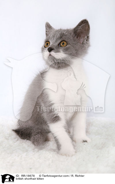 british shorthair kitten / RR-18678