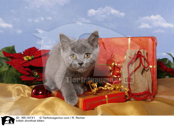 Britisch Kurzhaar Ktzchen / british shorthair kitten / RR-18741