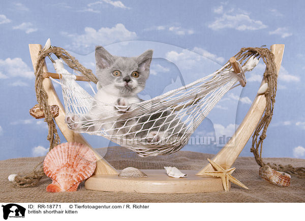 british shorthair kitten / RR-18771