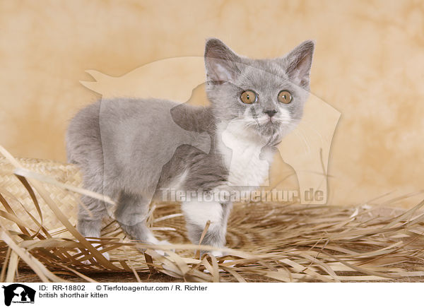 british shorthair kitten / RR-18802