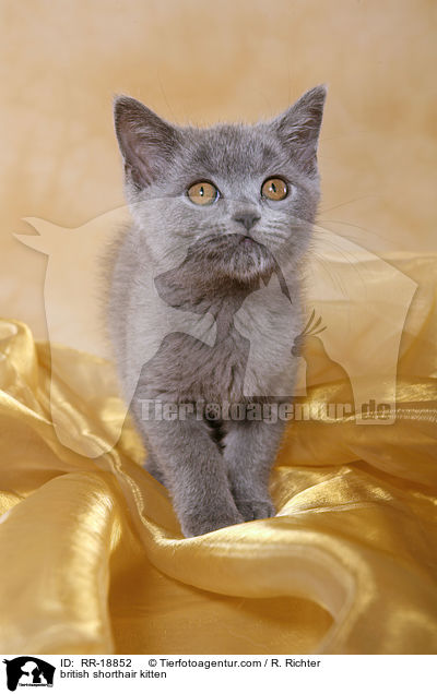 british shorthair kitten / RR-18852