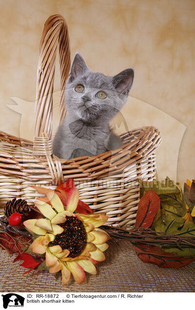 british shorthair kitten / RR-18872