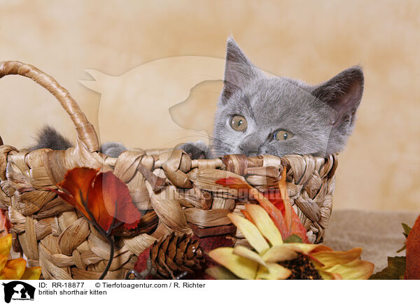 british shorthair kitten / RR-18877