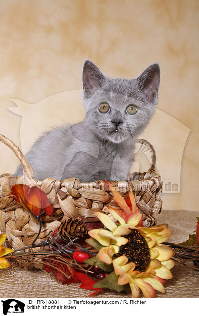 british shorthair kitten / RR-18881