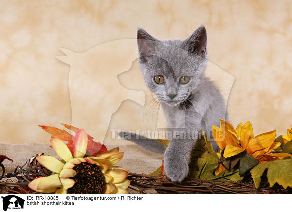 british shorthair kitten / RR-18885