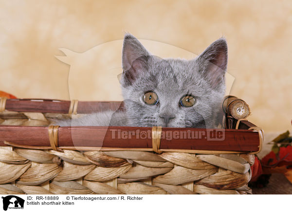 british shorthair kitten / RR-18889