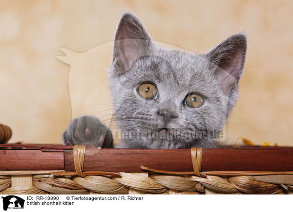 british shorthair kitten / RR-18890
