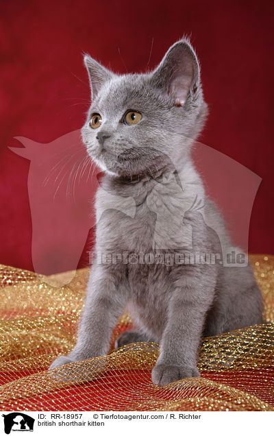 british shorthair kitten / RR-18957