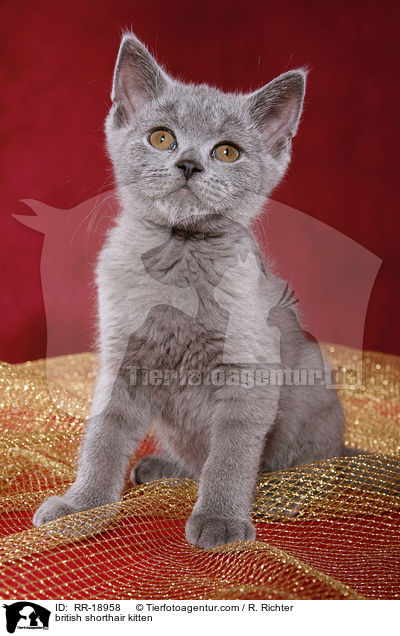british shorthair kitten / RR-18958