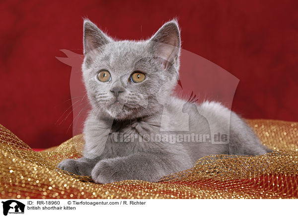 british shorthair kitten / RR-18960