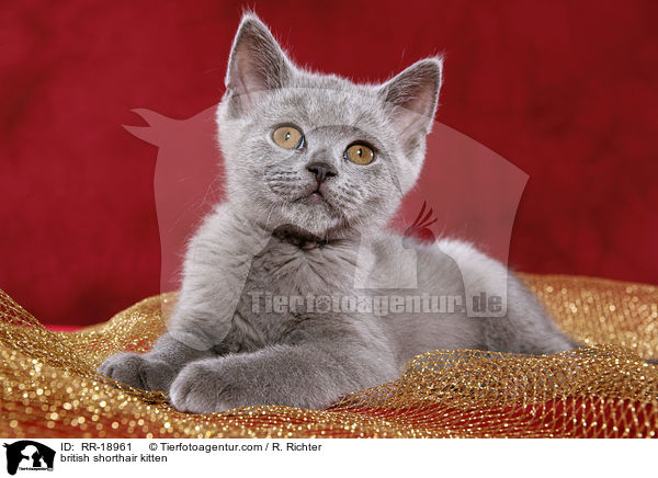 british shorthair kitten / RR-18961