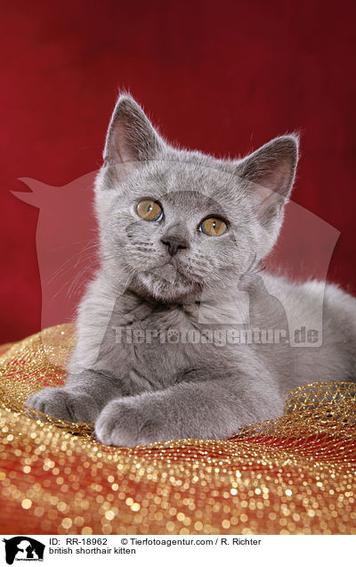 british shorthair kitten / RR-18962