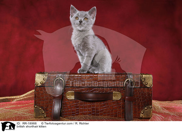 Britisch Kurzhaar Ktzchen / british shorthair kitten / RR-18988