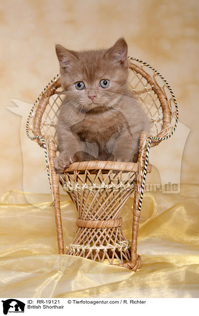 British Shorthair / RR-19121