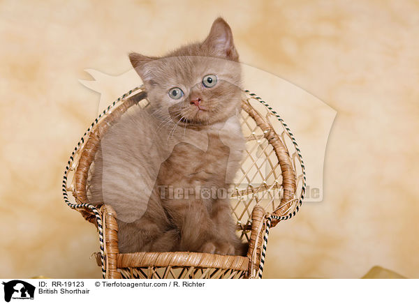 British Shorthair / RR-19123