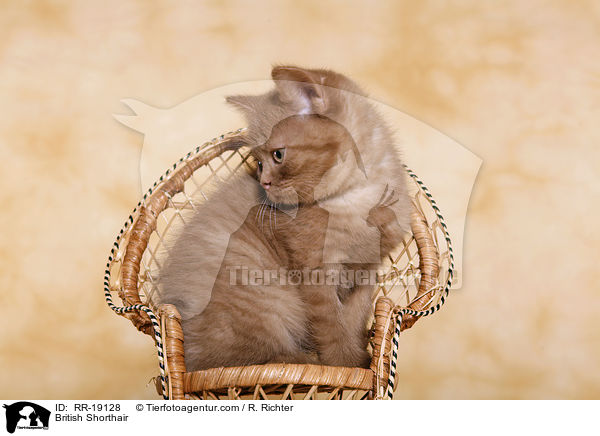 British Shorthair / RR-19128