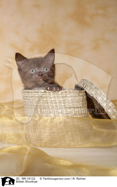 British Shorthair / RR-19132