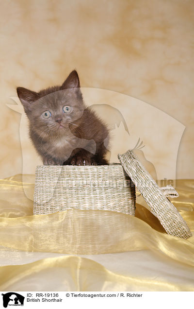 British Shorthair / RR-19136