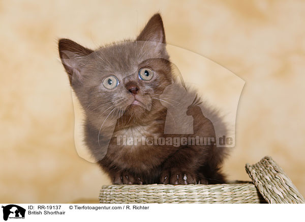 British Shorthair / RR-19137