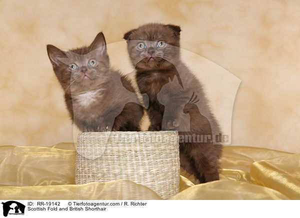 Scottish Fold and British Shorthair / RR-19142