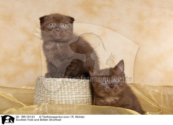 Scottish Fold and British Shorthair / RR-19143