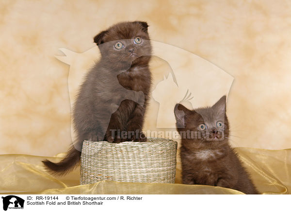 Scottish Fold and British Shorthair / RR-19144