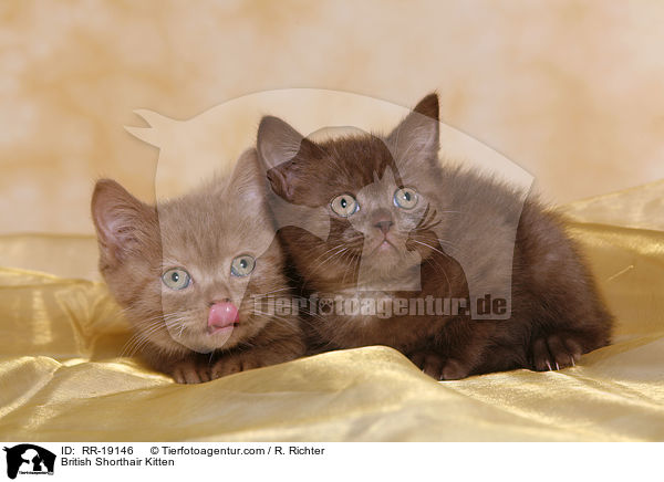 British Shorthair Kitten / RR-19146