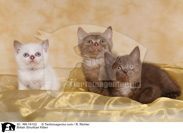 British Shorthair Kitten / RR-19152