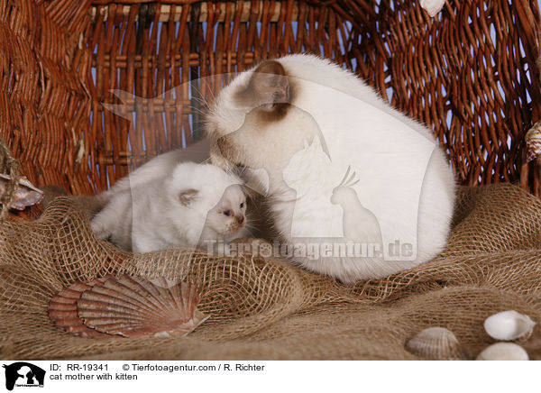 cat mother with kitten / RR-19341