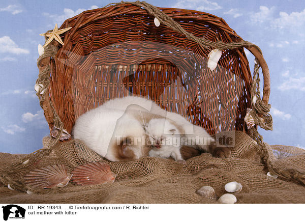 Katzenmutter mit Ktzchen / cat mother with kitten / RR-19343