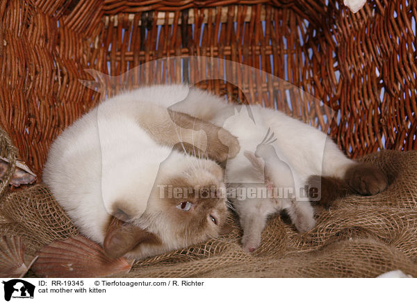 cat mother with kitten / RR-19345