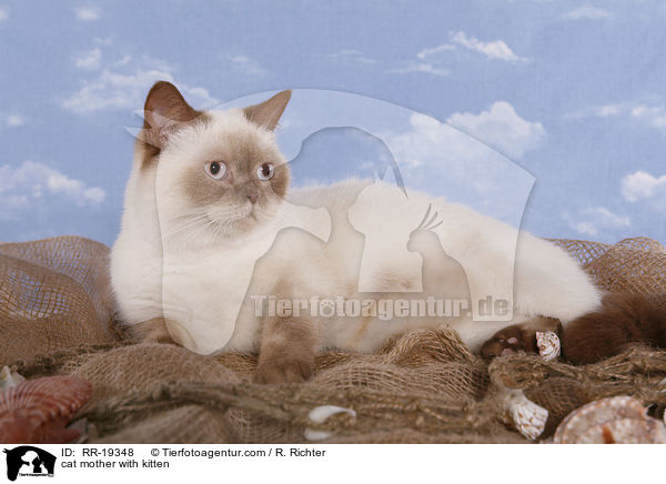 Katzenmutter mit Ktzchen / cat mother with kitten / RR-19348