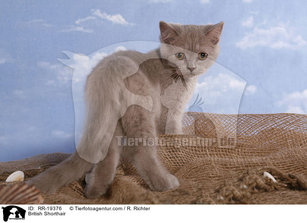 British Shorthair / RR-19376