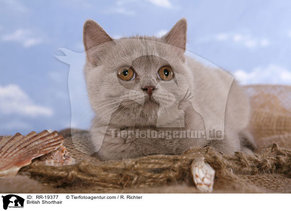 Britisch Kurzhaar / British Shorthair / RR-19377