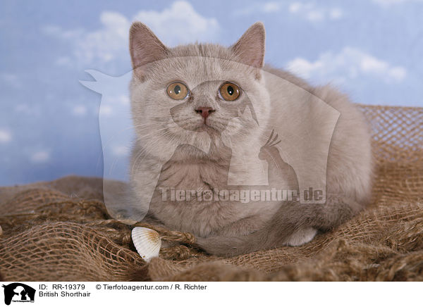 British Shorthair / RR-19379