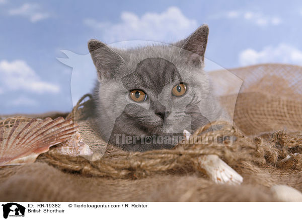 British Shorthair / RR-19382