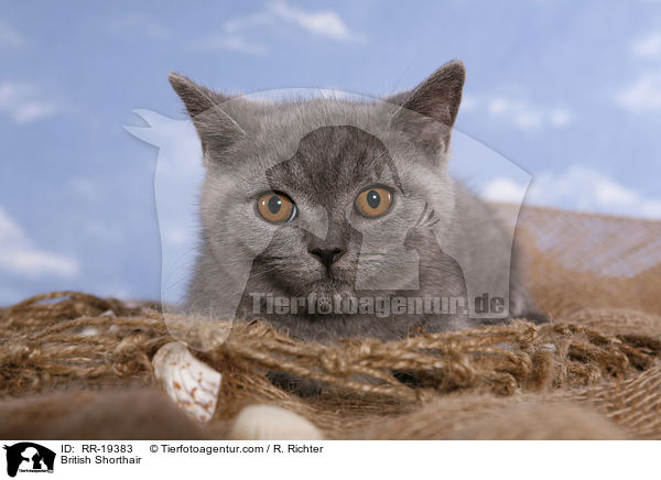 Britisch Kurzhaar / British Shorthair / RR-19383