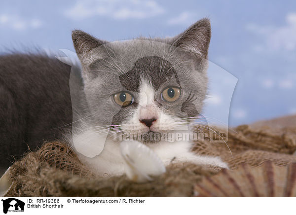 British Shorthair / RR-19386