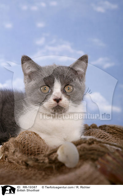British Shorthair / RR-19387