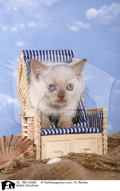 British Shorthair / RR-19389
