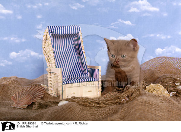 British Shorthair / RR-19391