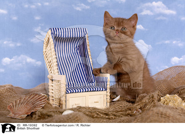 Britisch Kurzhaar / British Shorthair / RR-19392
