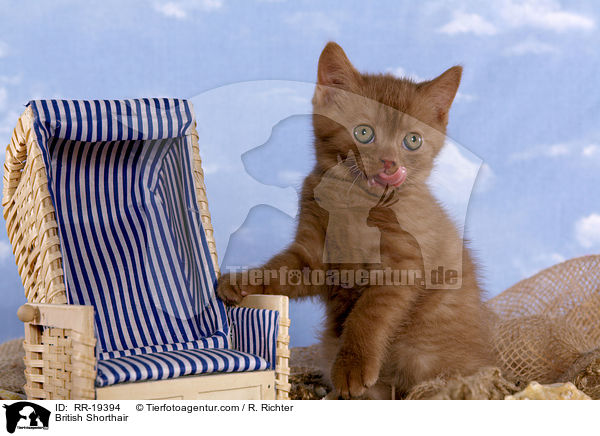 British Shorthair / RR-19394