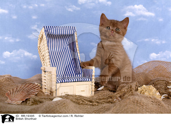 British Shorthair / RR-19395