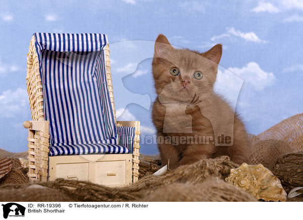 British Shorthair / RR-19396