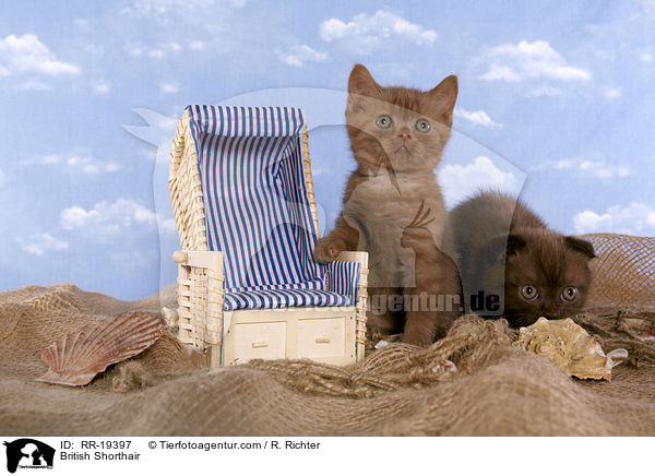 British Shorthair / RR-19397