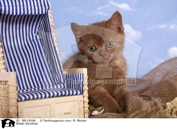 British Shorthair / RR-19398