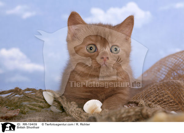 British Shorthair / RR-19409