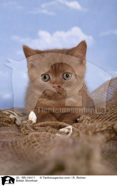 British Shorthair / RR-19411