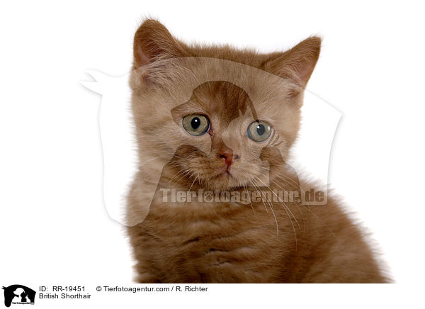 British Shorthair / RR-19451